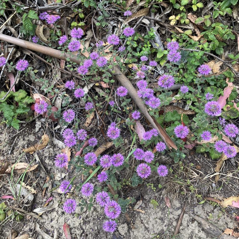 Coyote Mint flowers on Brooks Creek Trail.