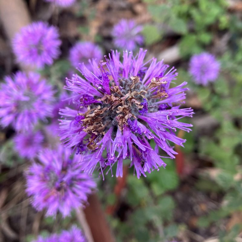 Coyote Mint inflorescence (flower head that includes more than one flower) on Brooks Creek Trail.