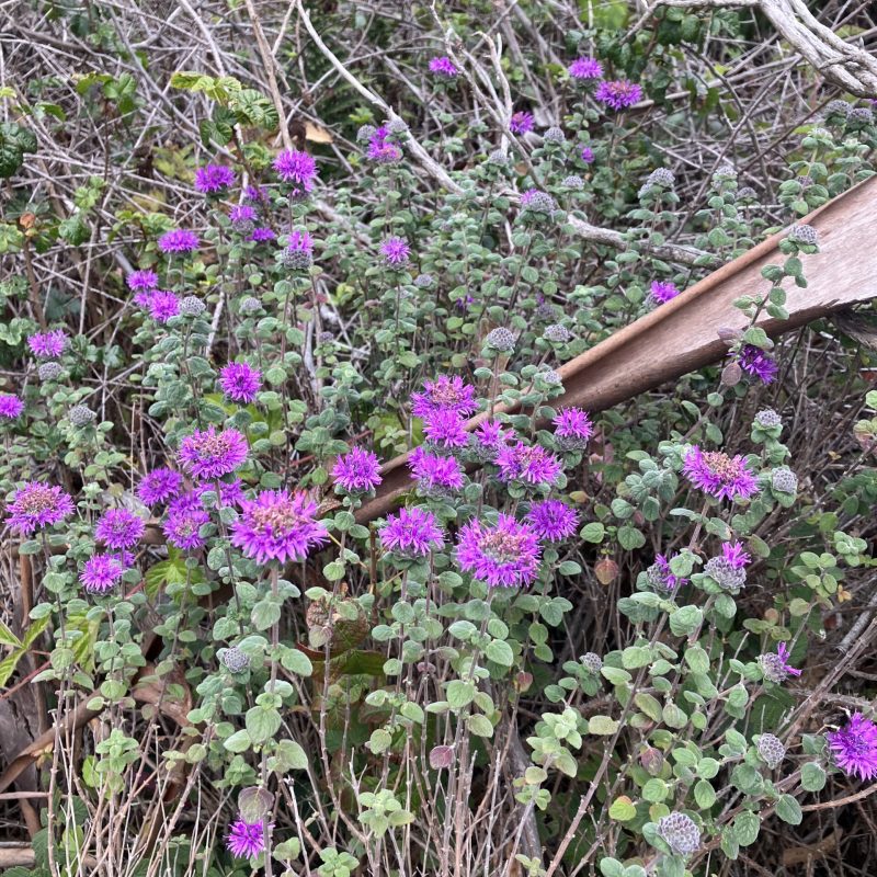 Coyote Mint flowers on Brooks Creek Trail.