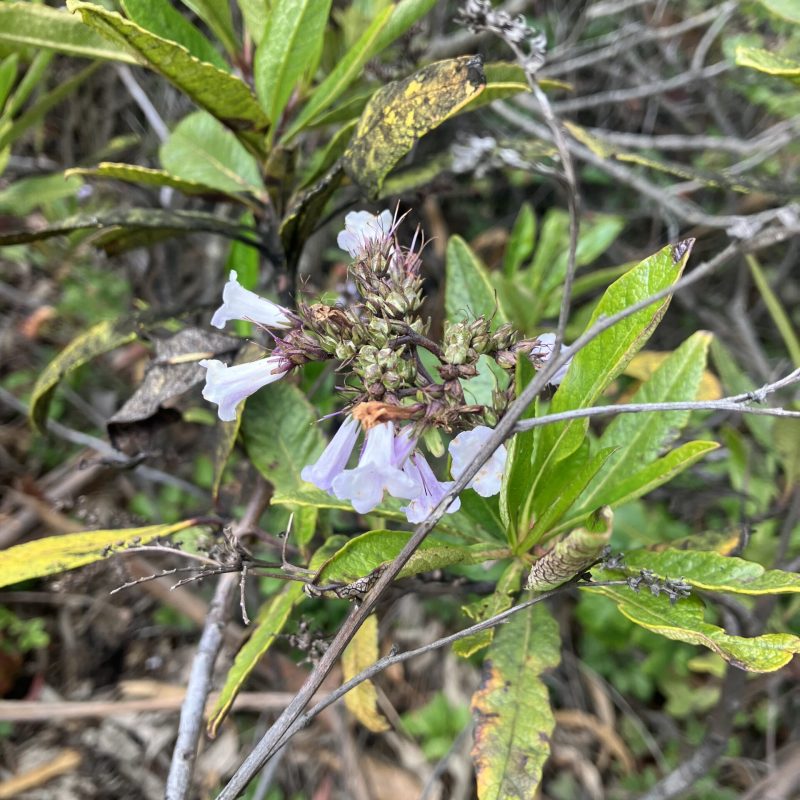 Yerba Santa flowers and leaves on Montara Mountain Trail.