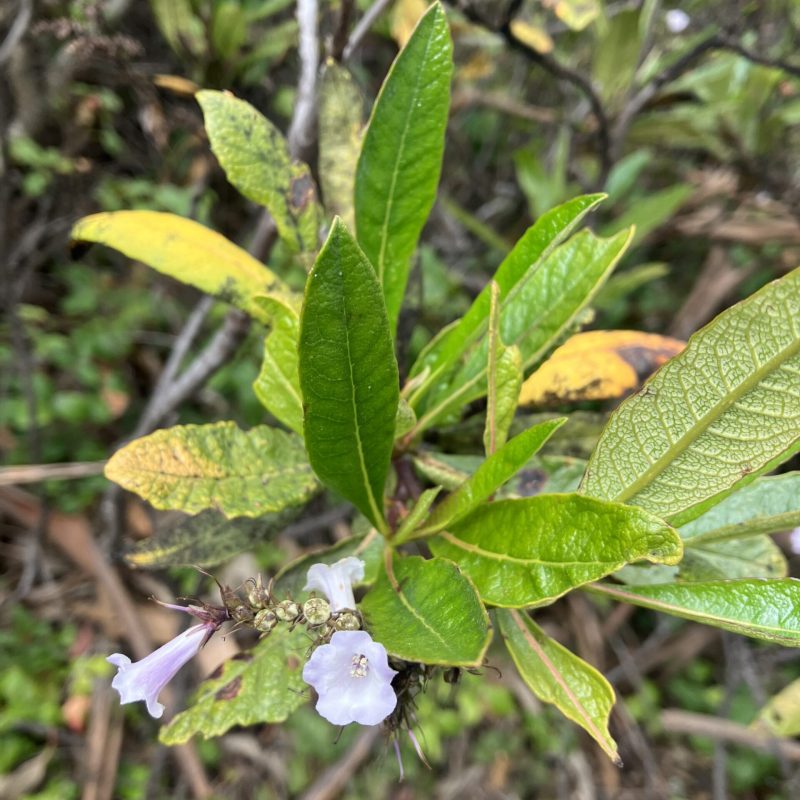Yerba Santa flowers and leaves on Montara Mountain Trail.