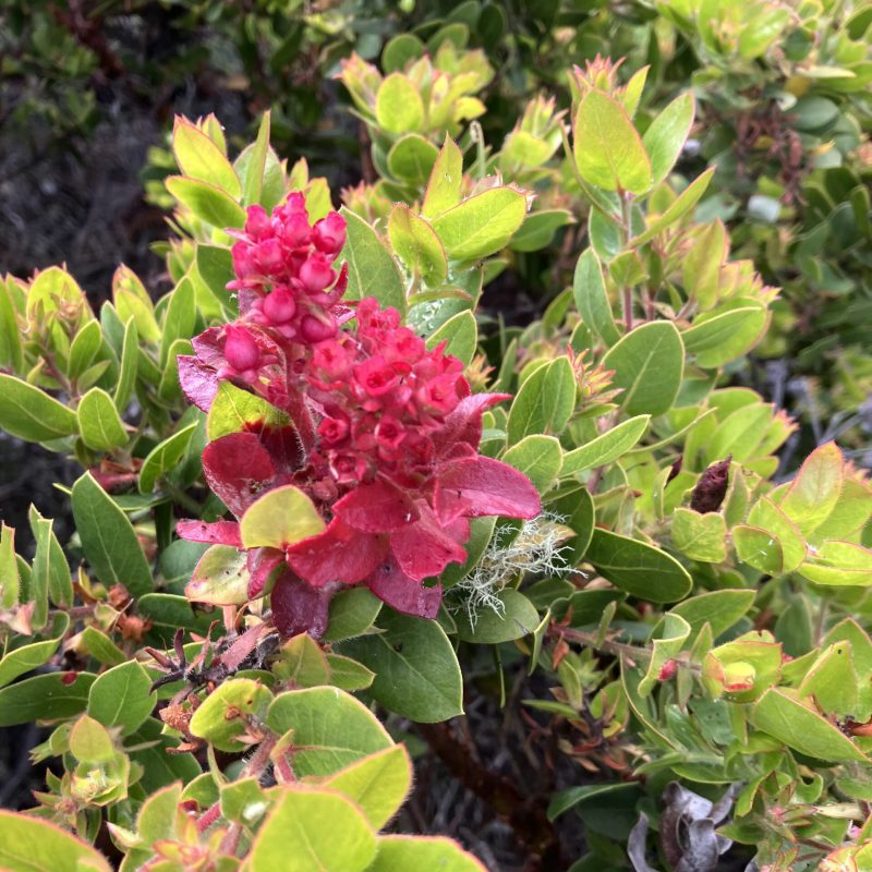 Brittleleaf Manzanita flowers on Brooks Creek Trail.