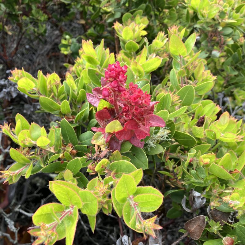 Brittleleaf Manzanita flowers on Brooks Creek Trail.