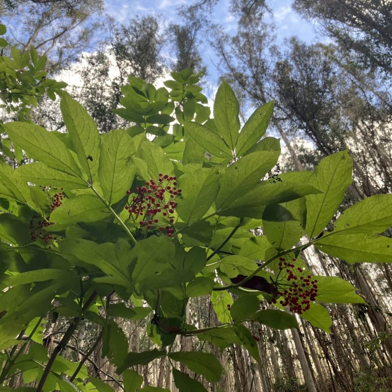 Red Elderberry leaves and fruit on Trout Farm Trail.