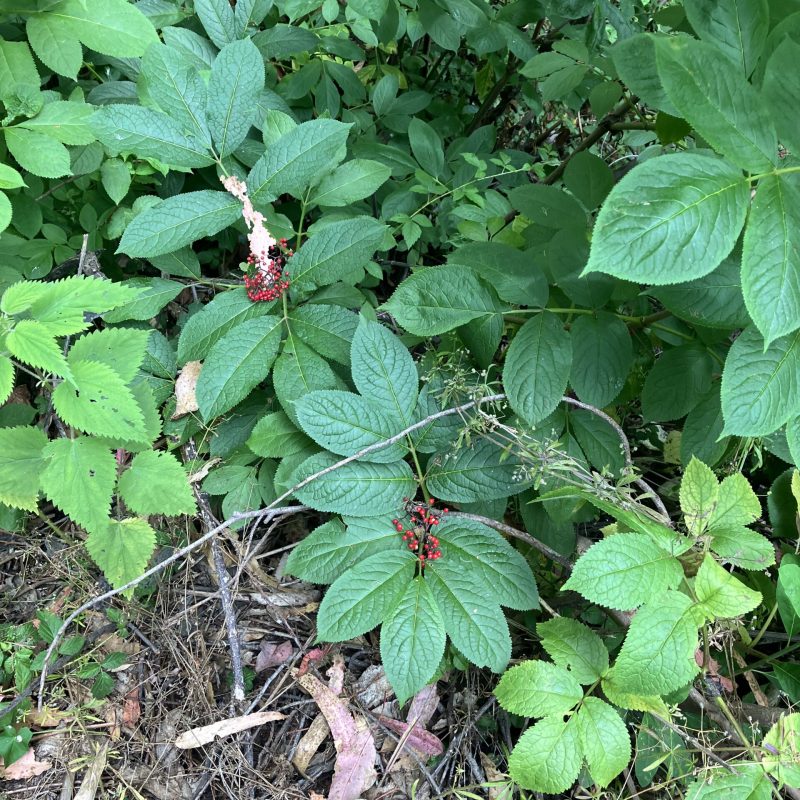 Red Elderberry leaves and fruit on Trout Farm Trail.