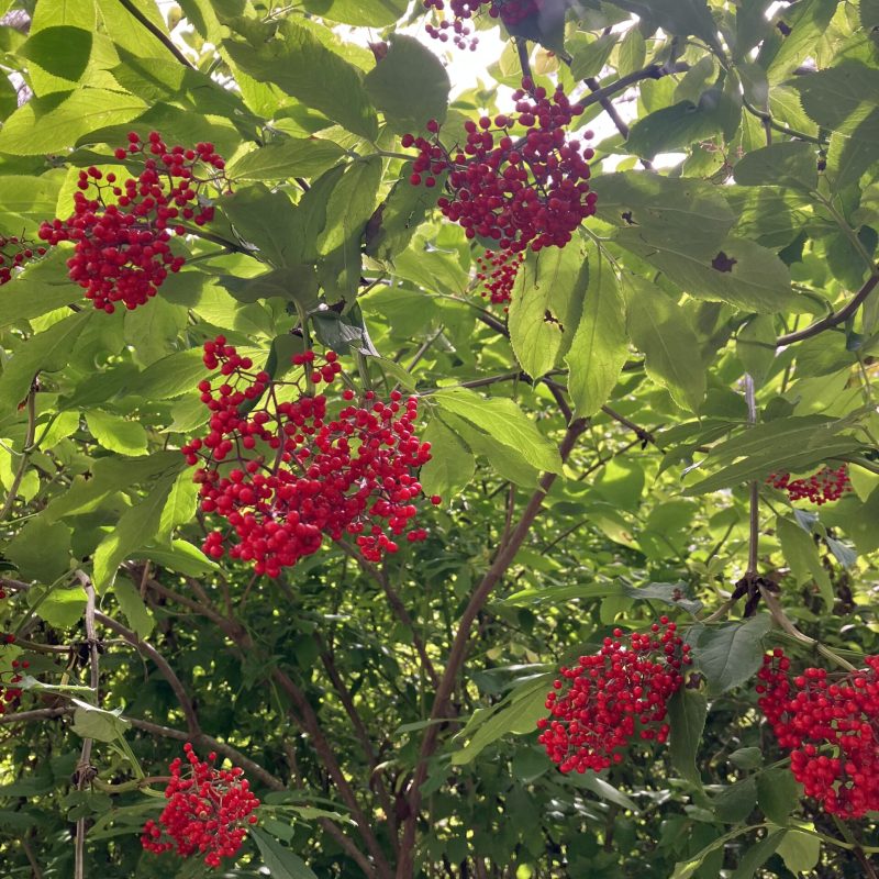 Red Elderberry leaves and fruit on Trout Farm Trail.