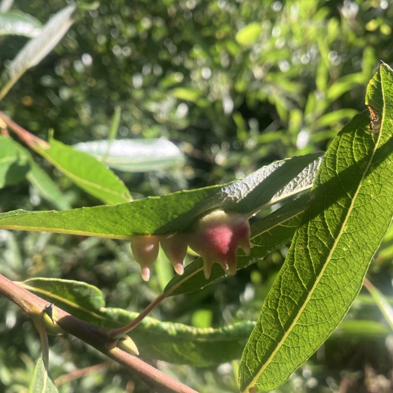 Galls of the Willow Tooth Gall Midge on an Arroyo Willow leaf.