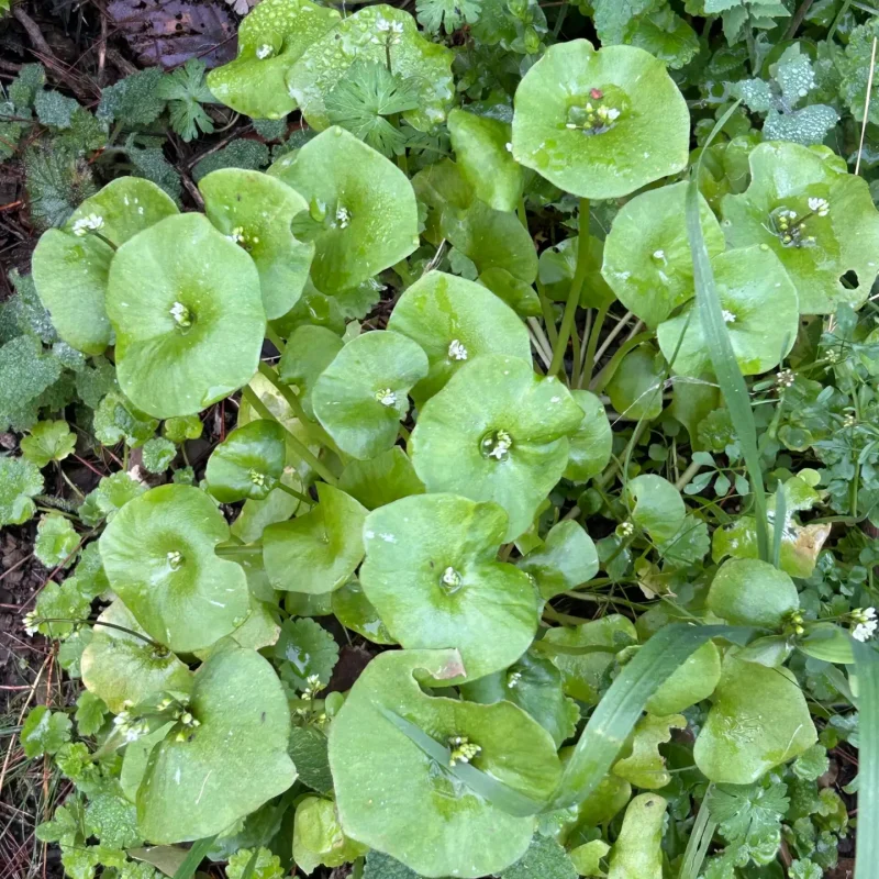 Miner's Lettuce plants on Brook's Creek Trail.