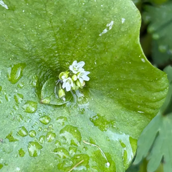 Miner's Lettuce leaf and Flowers on Brook's Creek Trail.