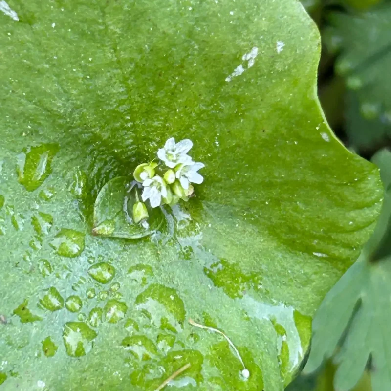 Miner's Lettuce leaf and Flowers on Brook's Creek Trail.