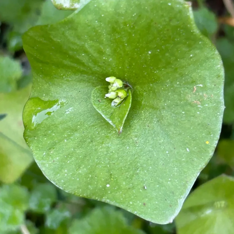 Miner's Lettuce leaf and Flowers on Brook's Creek Trail.