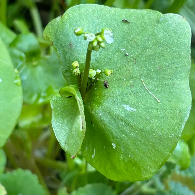 Miner's Lettuce leaf and Flowers on Brook's Creek Trail.