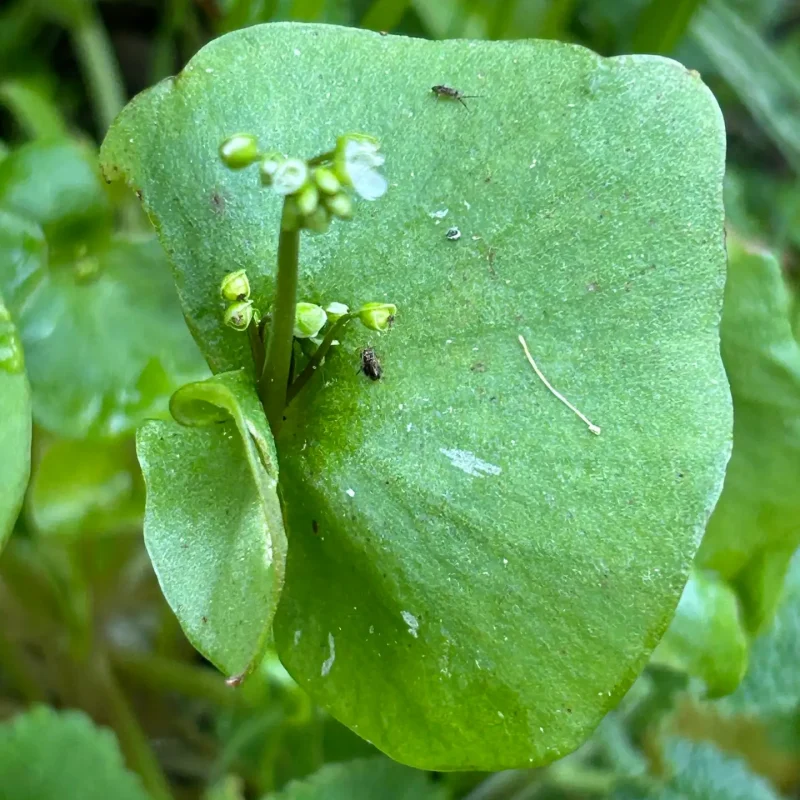 Miner's Lettuce leaf and Flowers on Brook's Creek Trail.