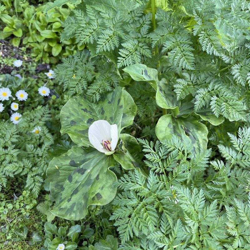Giant Trillium growing among invasive poison hemlock.