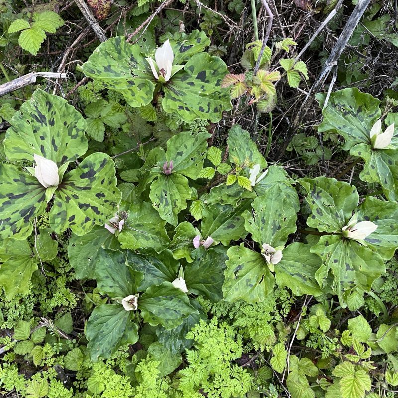 Giant Trillium growing on Weiler Ranch Trail.