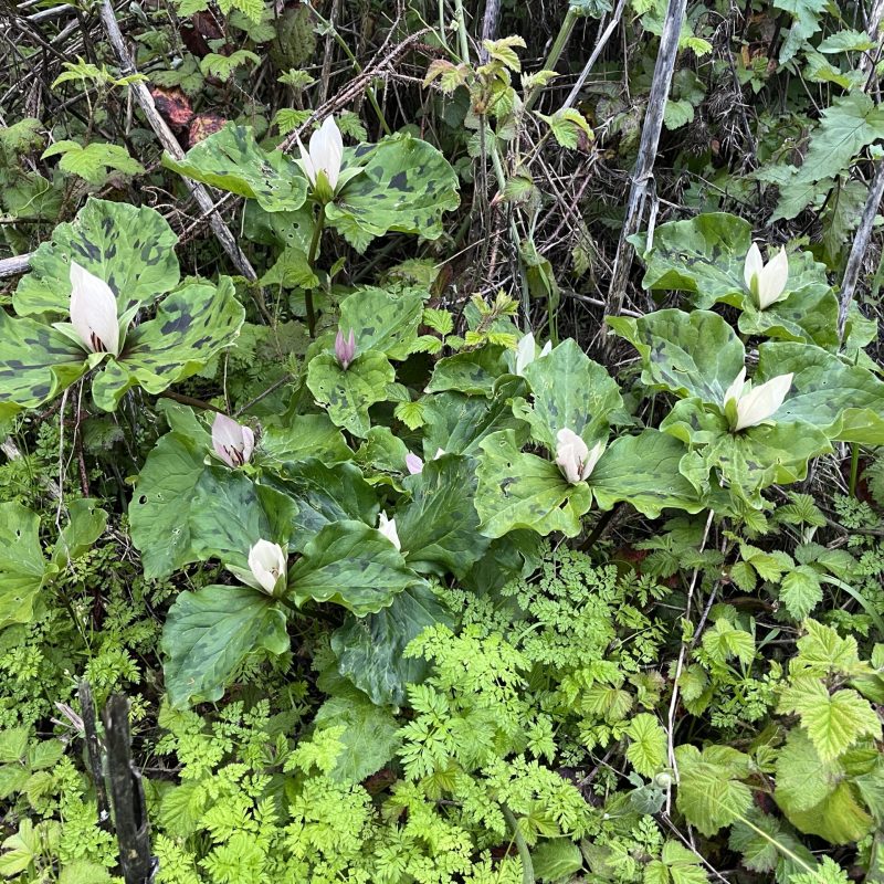 Giant Trillium growing on Weiler Ranch Trail.