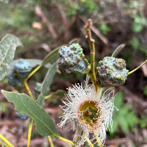 Blue Gum Eucalyptus flower and fruits on Montara Mountain Trail.