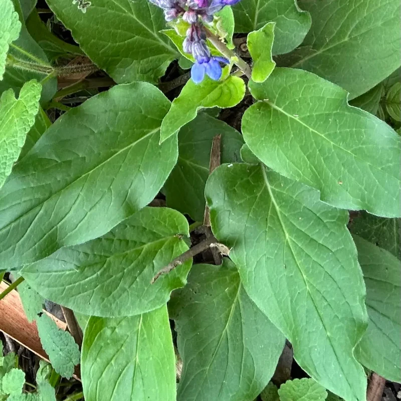 Hound's Tongue leaves Montara Mountain Trail.