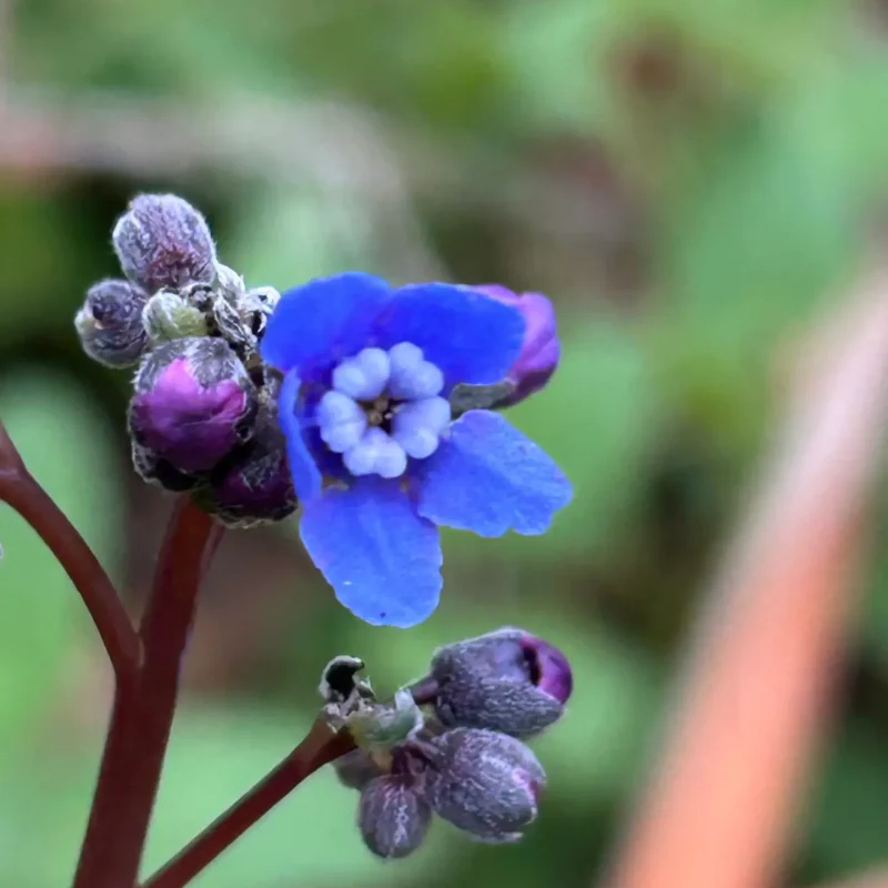 Hound's Tongue flower petals and Inner nectaries on Montara Mountain Trail.