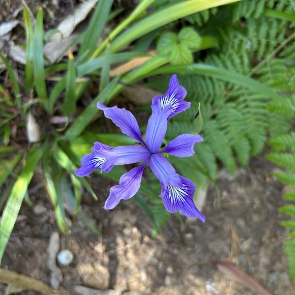 Douglas Iris | Flower | Montara Mountain Trail
