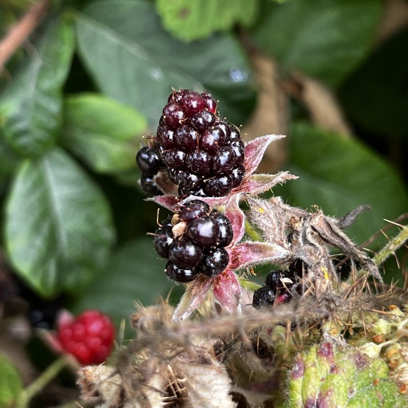 California Blackberry berries on Weiler Ranch Trail.