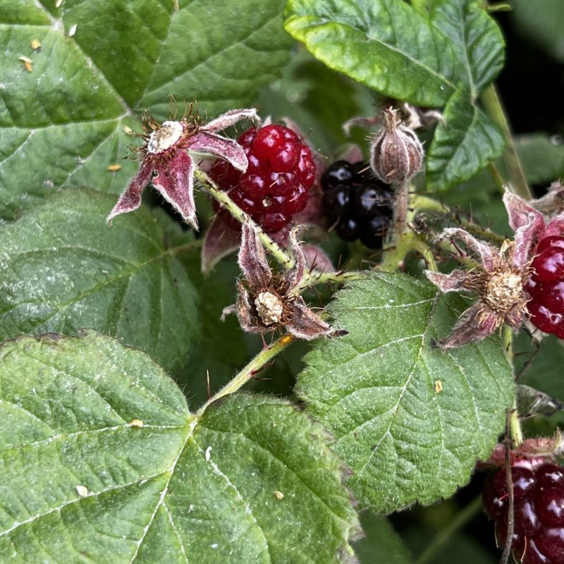 California Blackberry leaves, flowers, fruit on Weiler Ranch Trail.