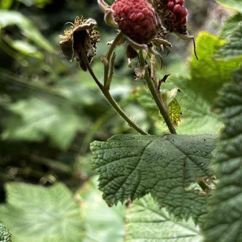 Western Thimble Berry fruit on Weiler Ranch Trail.