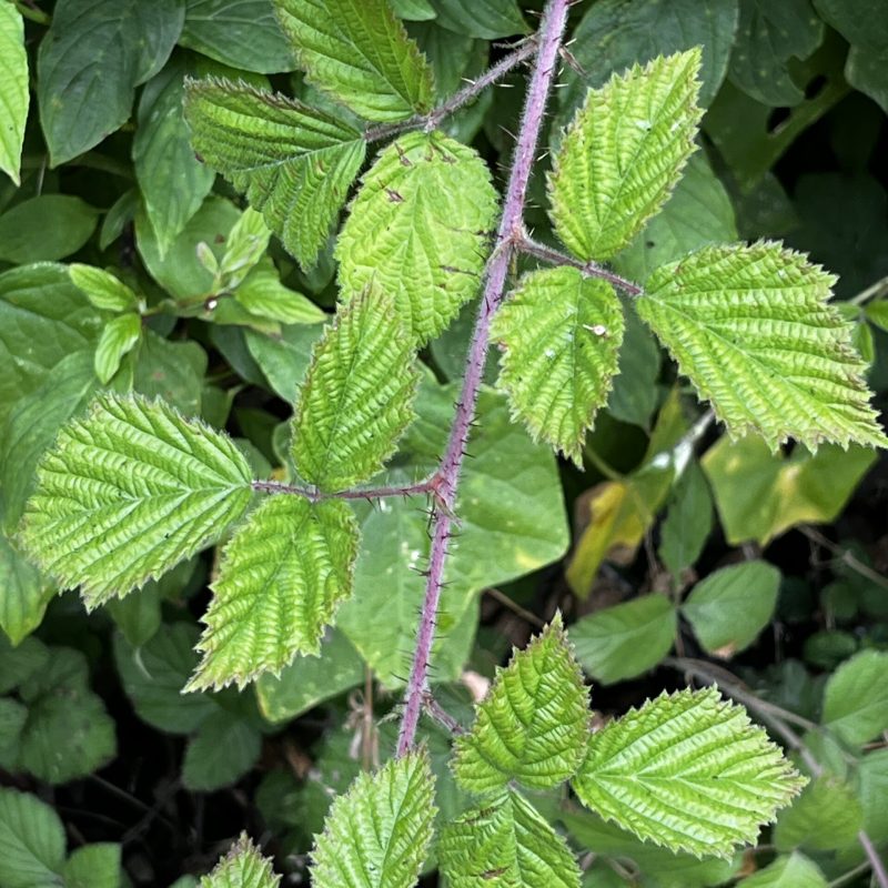 California Blackberry leaves and stem on Weiler Ranch Trail.