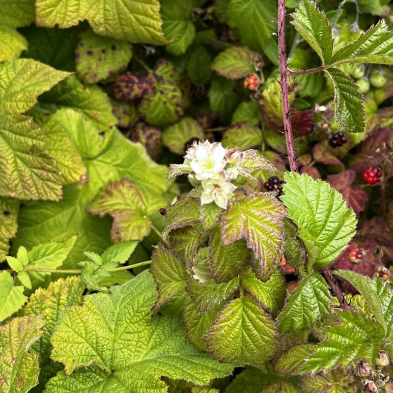California Blackberry flower and leaves on Weiler Ranch Trail.