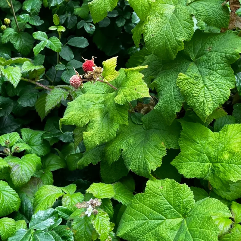 Western Thimbleberry's red berries, surrounded by large green Leaves on Weiler Ranch Trail.