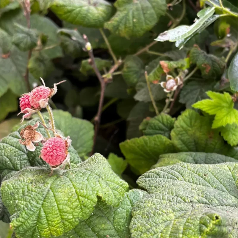 Western Thimbleberry berries and leaves on Weiler Ranch Trail.