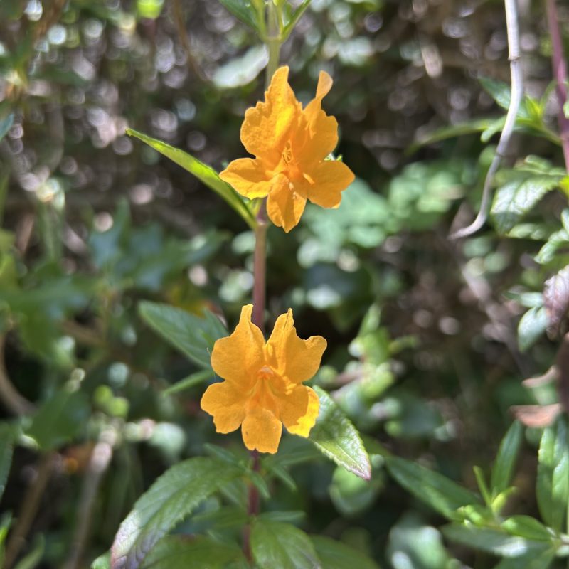 Sticky Monkey Flower flowers on Montara Mountain Trail.