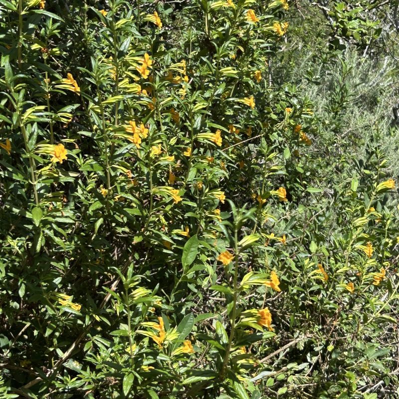 Sticky Monkey Flower plant on Montara Mountain Trail.