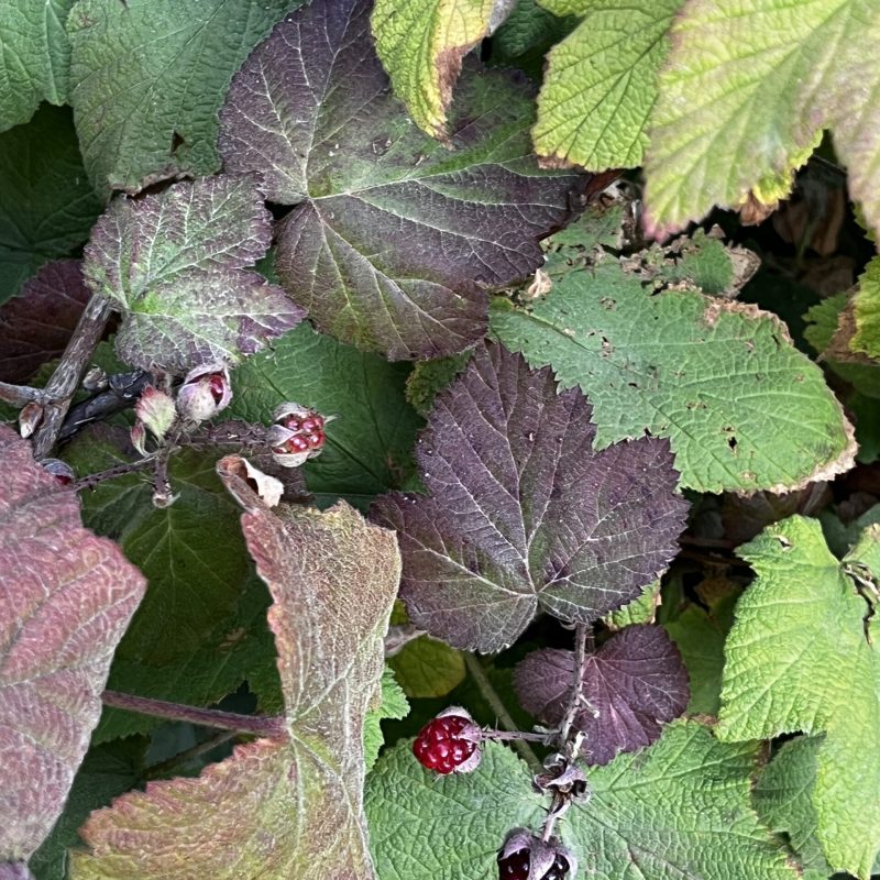 California Blackberry berries and leaves on Weiler Ranch Trail.