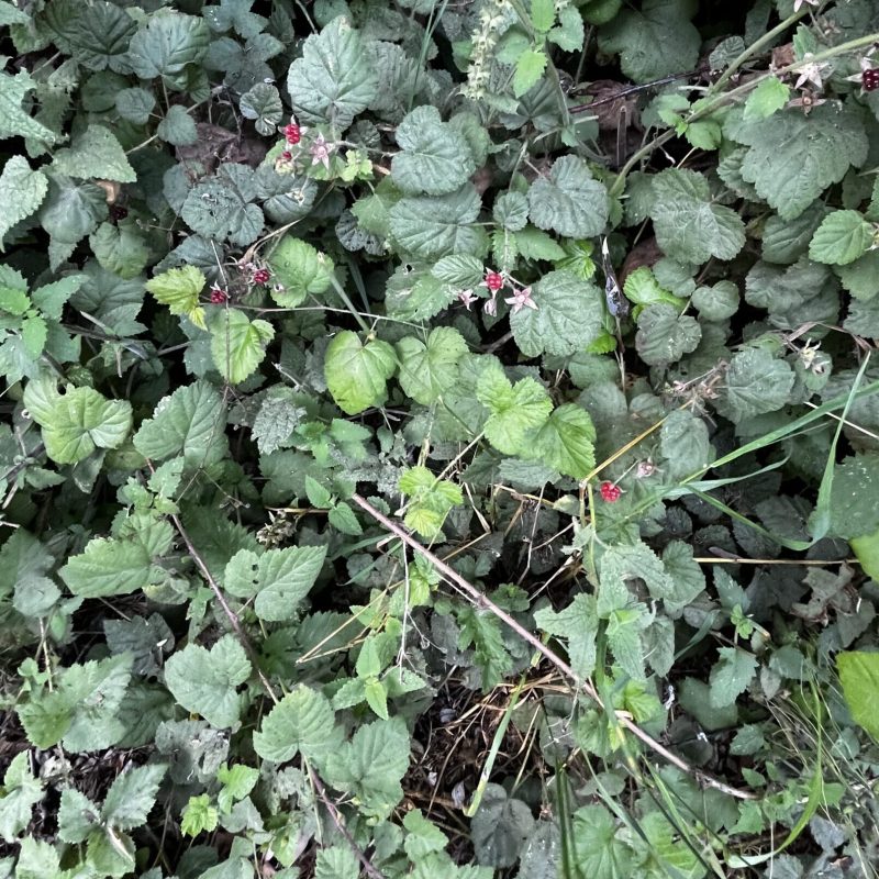California Blackberry plant on Weiler Ranch Trail.