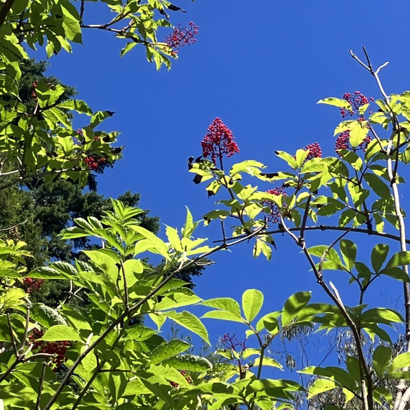 Red Elderberry shrub on Trout Farm Trail.
