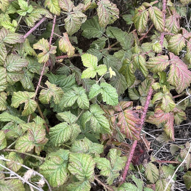 California Blackberry leaves and stems on Weiler Ranch Trail.