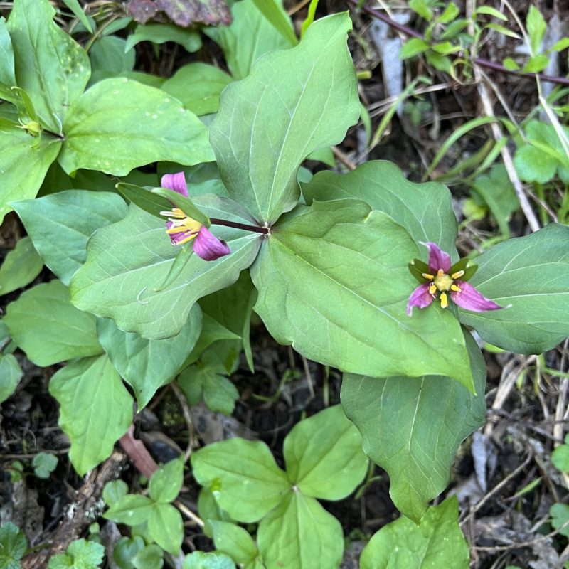 Pacific Trillium flowers on Plaskon Nature Trail.
