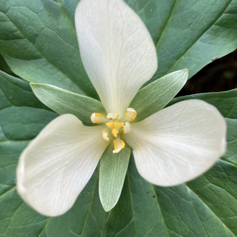 Giant White Trillium flower Plaskon Nature Trail.