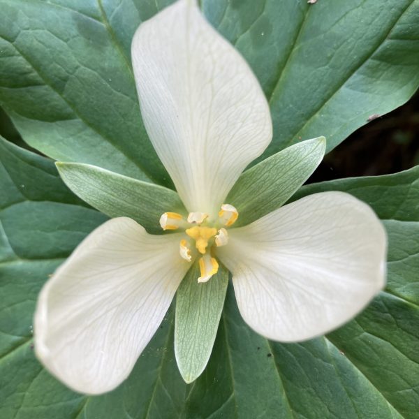 Giant White Trillium flower Plaskon Nature Trail.