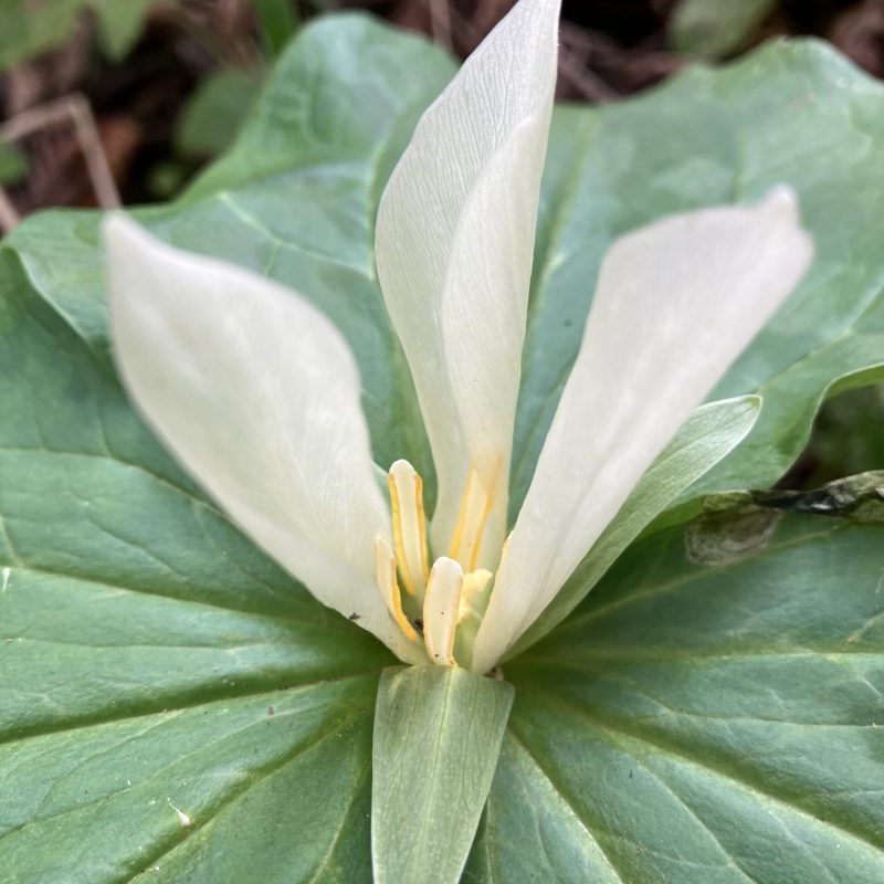 Giant White Trillium flower Plaskon Nature Trail.