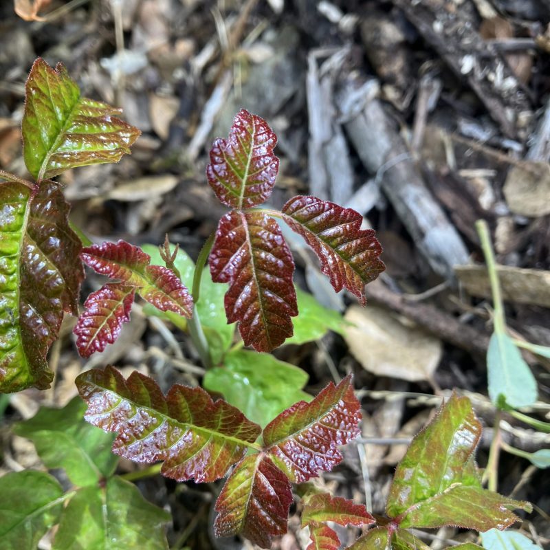 Poison Oak leaves of different colors from green to red.