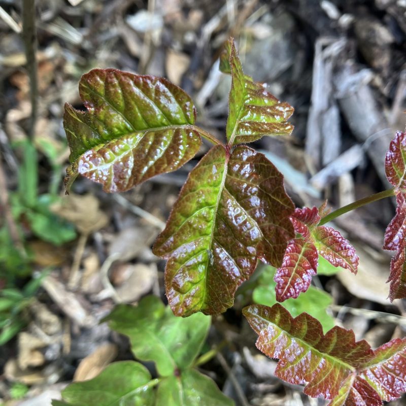 Poison Oak leaves of different colors from green to red.
