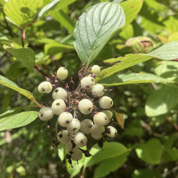 Creek Dogwood fruit on Plaskon Nature Trail.
