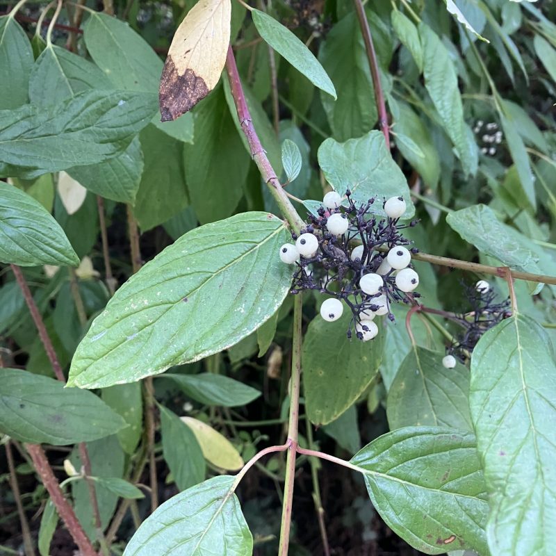 Creek Dogwood fruit on Plaskon Nature Trail.