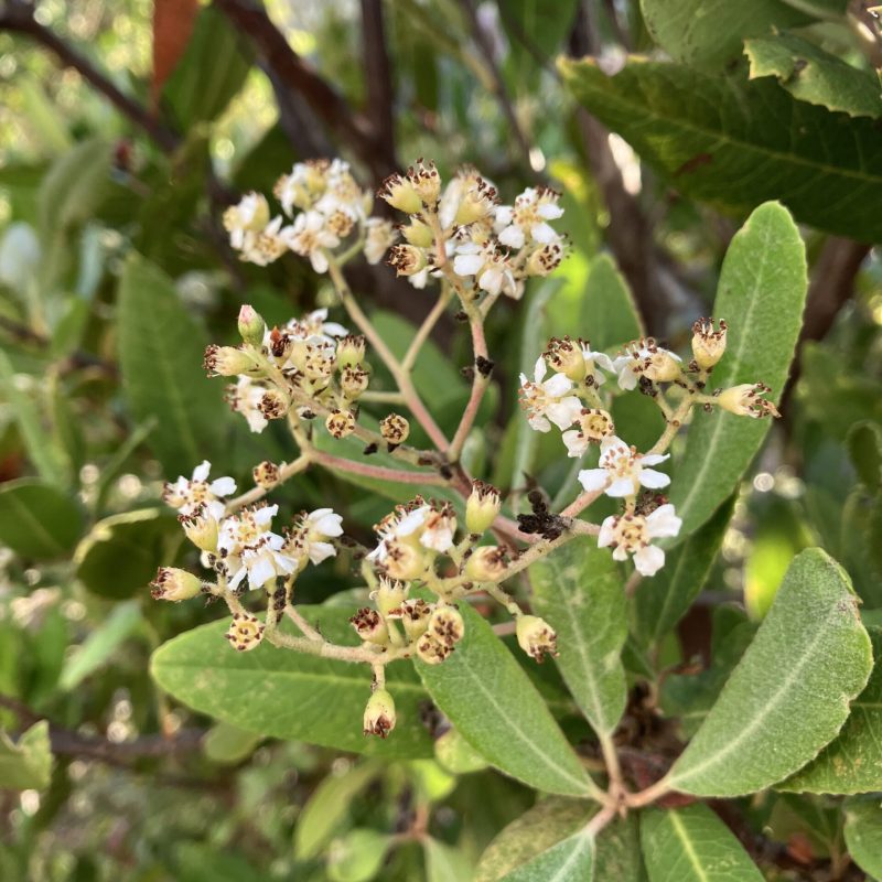 Toyon flowers on Valley View Trail.
