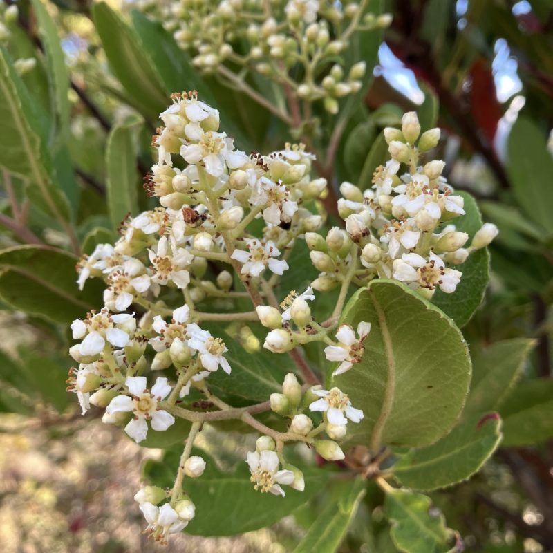 Toyon flowers on Valley View Trail.