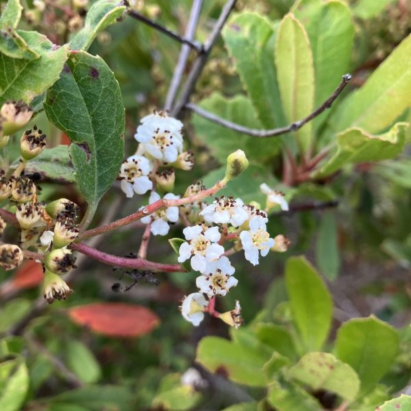 Toyon flowers on Valley View Trail.