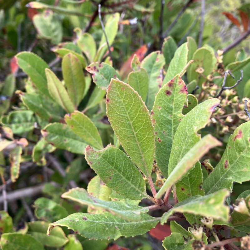Toyon leaves on Valley View Trail.