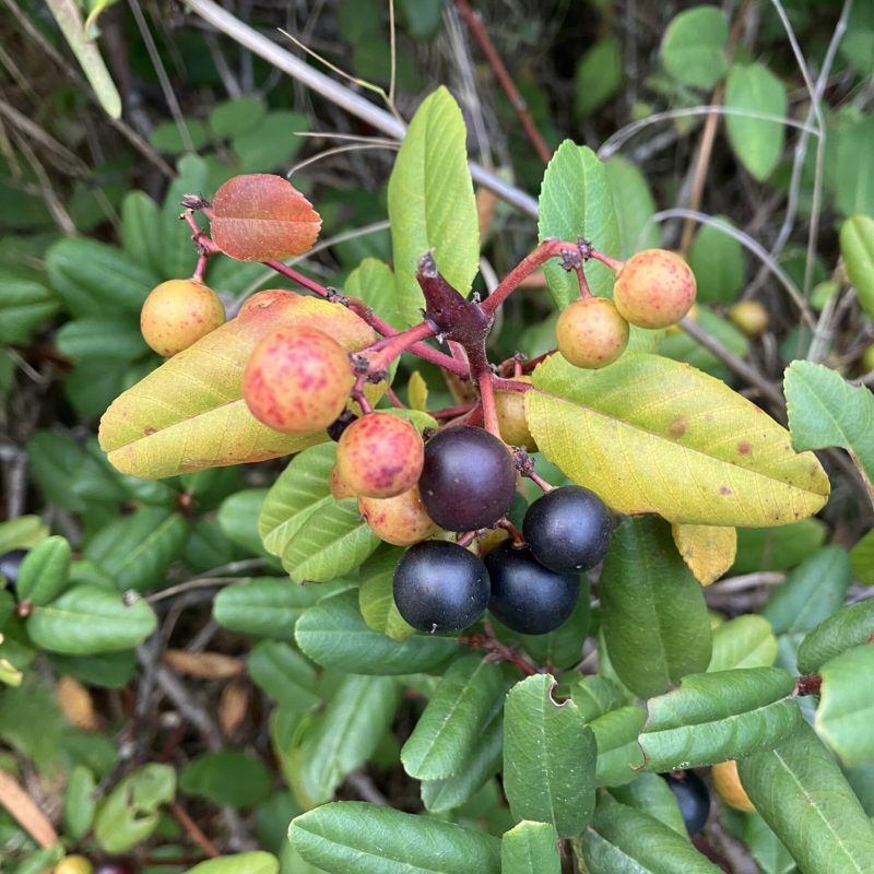 California Coffeeberry fruit on Valley View Trail